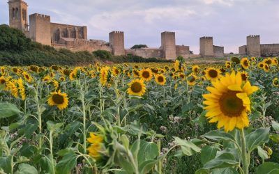Vota a Artajona como Capital del Turismo Rural 2024
