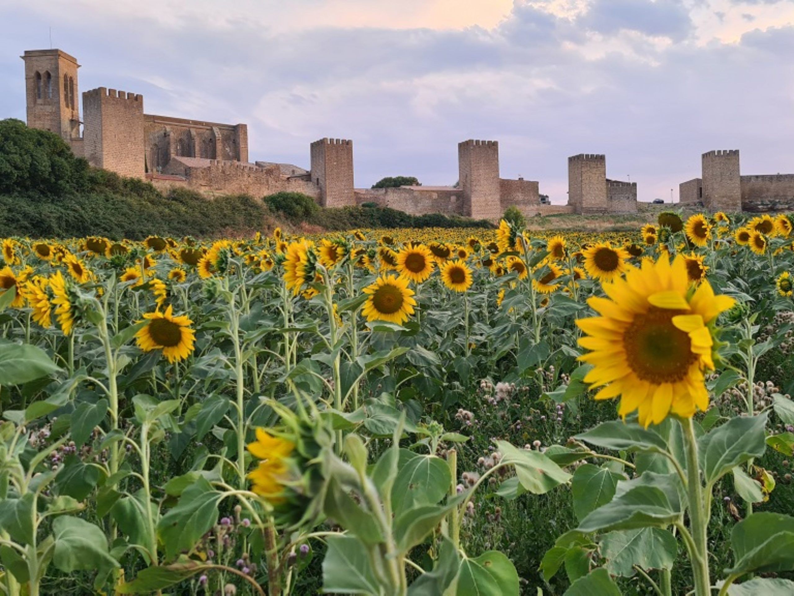 Imagen de Artajona, localidad de la Zona Media Capital del Turismo Rural 2024